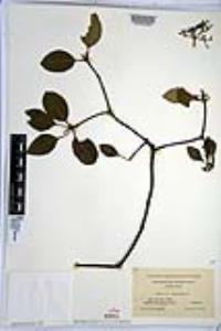 Viburnum cassinoides image