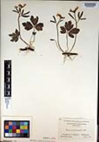 Cardamine angustata image