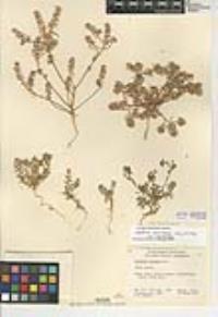 Lepidium lasiocarpum subsp. lasiocarpum image