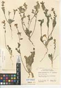 Dithyrea californica image