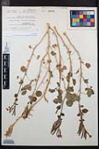Chylismia cardiophylla image