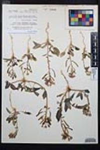 Chylismia claviformis image