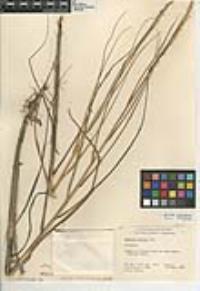 Spartina foliosa image