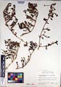 Abronia umbellata image