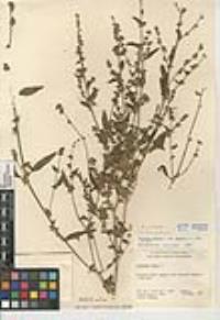 Atriplex prostrata image