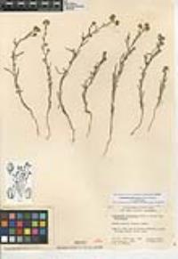 Cryptantha pterocarya f. pterocarya image