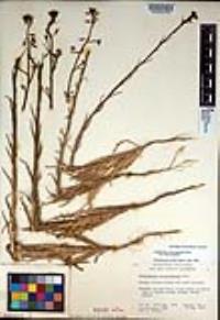 Caulanthus heterophyllus var. heterophyllus image