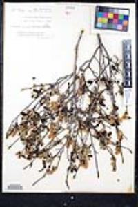 Ceanothus tomentosus image