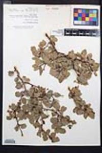 Prunus fremontii image