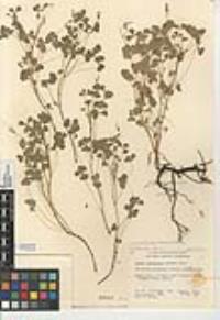 Oxalis albicans subsp. californica image