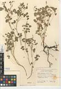 Oxalis albicans image