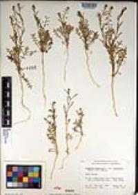 Lepidium virginicum var. robinsonii image
