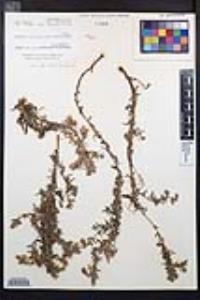 Epilobium canum subsp. canum image
