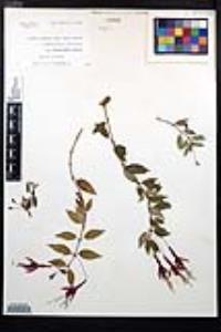 Fuchsia magellanica image