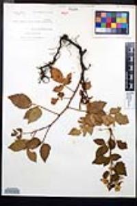 Rubus argutus image