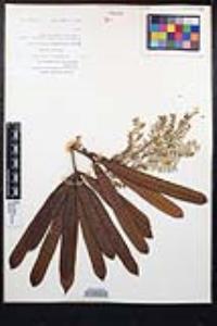 Leucaena leucocephala subsp. leucocephala image