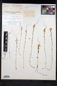 Thysanocarpus curvipes image