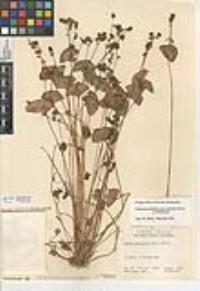 Claytonia perfoliata image