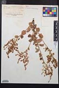 Holodiscus discolor image
