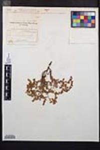 Holodiscus discolor var. microphyllus image