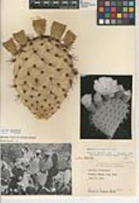 Opuntia oricola image