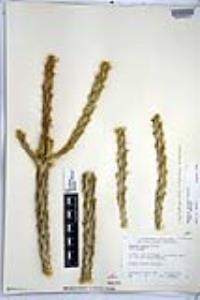 Cylindropuntia californica image