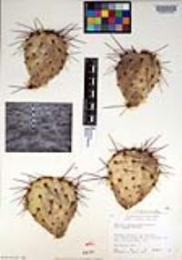 Opuntia phaeacantha image