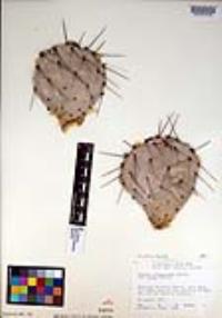 Opuntia phaeacantha image