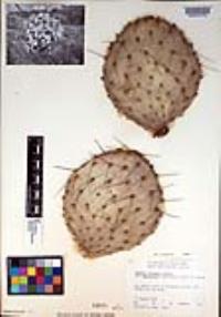 Opuntia macrocentra image