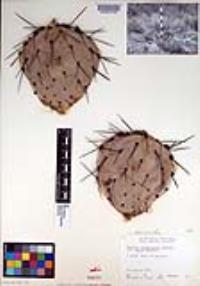 Opuntia phaeacantha image