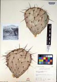 Opuntia phaeacantha image