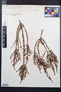 Adenostoma fasciculatum image