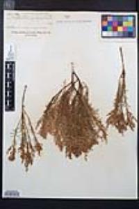 Adenostoma sparsifolium image