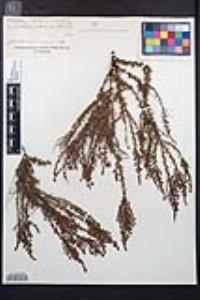 Adenostoma fasciculatum image