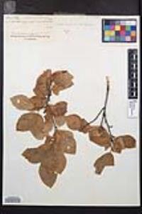 Prunus virginiana var. demissa image