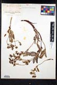 Comarum palustre image