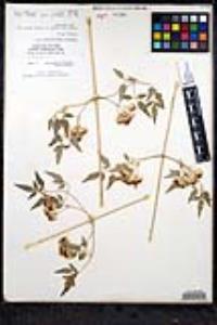 Clematis ligusticifolia image