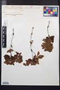 Chamaebatia foliolosa image
