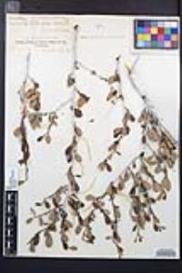 Cercocarpus montanus image
