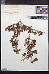 Cercocarpus minutiflorus image
