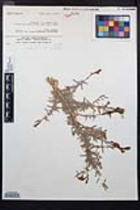 Epilobium canum subsp. canum image