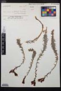 Epilobium canum subsp. canum image
