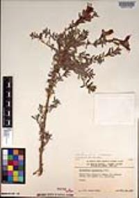 Epilobium canum subsp. canum image