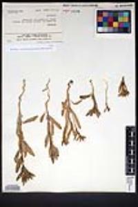 Camissoniopsis robusta image