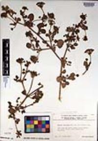 Abronia umbellata image