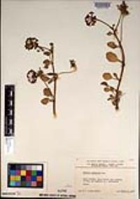 Abronia umbellata image