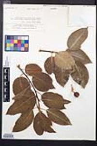 Prunus ilicifolia subsp. lyonii image