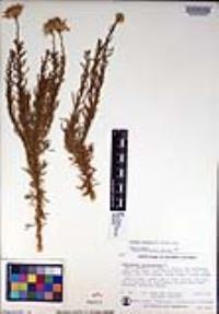 Ericameria linearifolia image