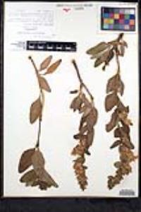 Lepechinia calycina image