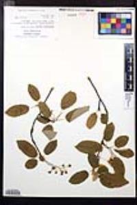 Amelanchier spicata image